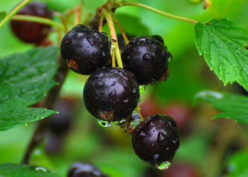 Достоинства употребления смородины и ее полезные свойства