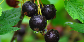 Достоинства употребления смородины и ее полезные свойства