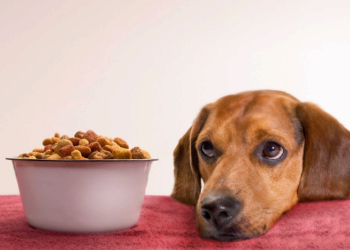 Лучшие корма для собак: виды, требования и выбор