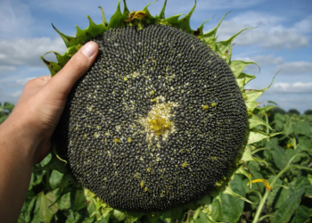 Семена подсолнуха под гранстар: достоинства и посадки