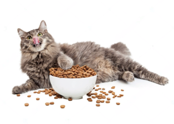 Корм для кошки: разновидности и советы по выбору