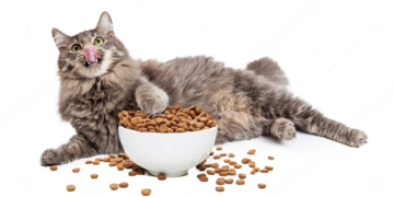 Корм для кошки: разновидности и советы по выбору