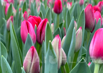 Переваги покупки квітів оптом та основні правила замовлення