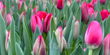 Переваги покупки квітів оптом та основні правила замовлення