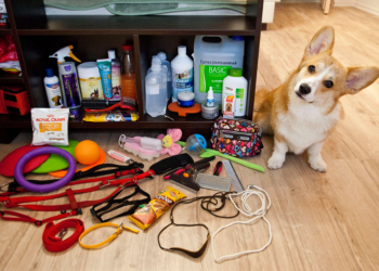 Игрушки для щенка: разновидности и советы по выбору