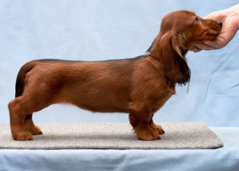 Груминг для такс: идеи, рекомендации и способы