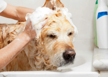 Чому не можна купати домашнього улюбленця, використовуючи засоби для людей