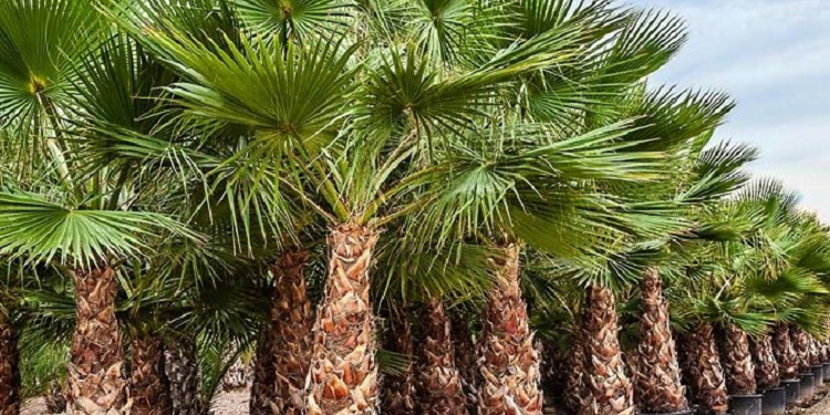 Washingtonia robusta palm: advantages and cultivation