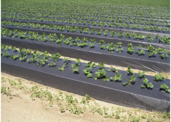 Преимущества использования пленки для мульчирования