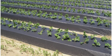 Преимущества использования пленки для мульчирования