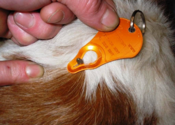 Чем могут быть опасны клещи у собак и как с ними бороться