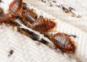 Клопы: как вывести клопов в Израиле и современные методики