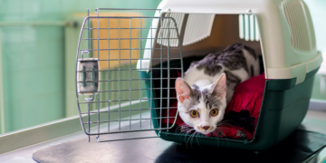 Зручність і безпека в подорожах: вибір найкращих переносок для тварин