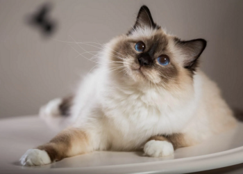 Какие бывают инфекционные заболевания у кошек и как их лечить