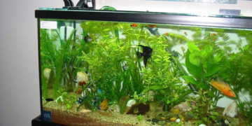 Рекомендації щодо акліматизації нових рибок у вашому акваріумі