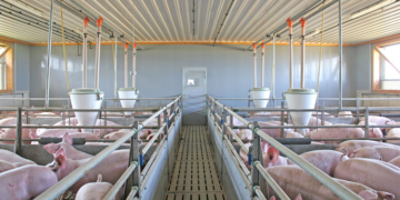 Двері міжкімнатні для свиноферм: як обрати та де купити