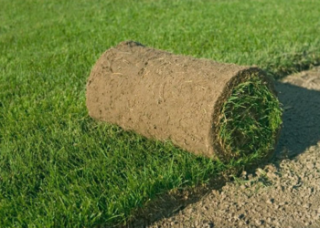 Рулонный газон: стильное решение для участка