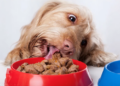 Влажный корм для собак: особенности и советы по выбору