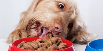 Влажный корм для собак: особенности и советы по выбору