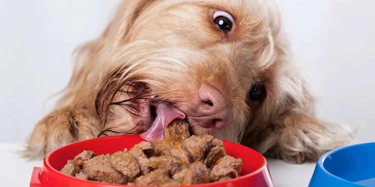 Влажный корм для собак: особенности и советы по выбору