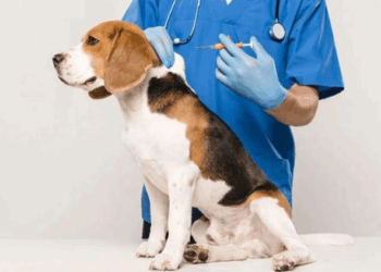 Вакцинация и идентификация животных в веткабинетах «Заповедник»