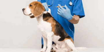 Вакцинация и идентификация животных в веткабинетах «Заповедник»