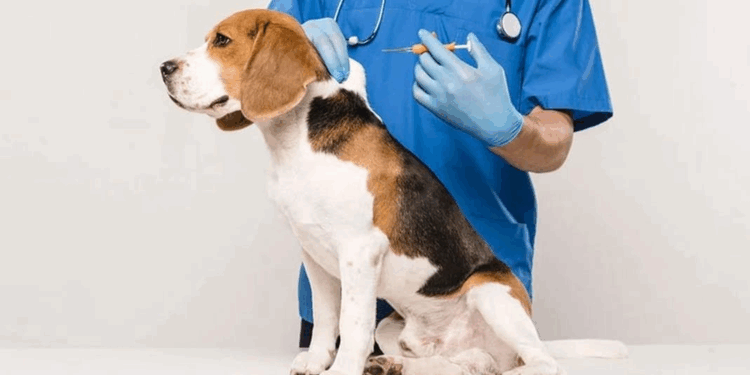 Вакцинация и идентификация животных в веткабинетах «Заповедник»