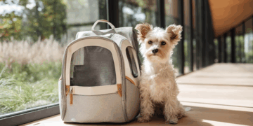 Как выбрать переноску для кошки или собаки на лето