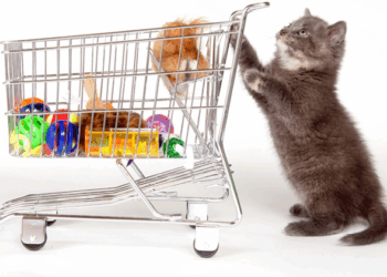 Содержание домашних животных: что нужно знать и советы