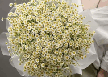 Как собрать букет из ромашек: гармония и вкус