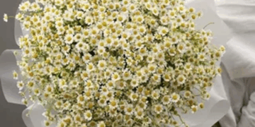 Как собрать букет из ромашек: гармония и вкус