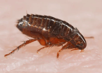 Рекомендации по выбору средств от блох для собак