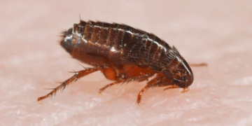 Рекомендации по выбору средств от блох для собак