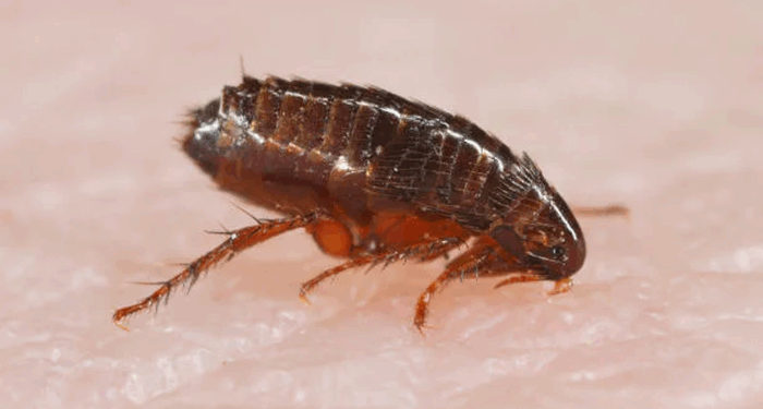 Рекомендации по выбору средств от блох для собак