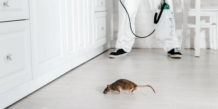 Дератизация в доме: особенности и правила проведения