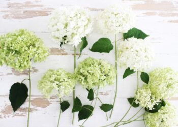 Идеи оформления букета из гортензий: сочетания цветов и декоративные элементы