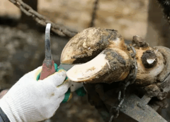 Что такое функциональная и терапевтическая обрезка копытец у КРС