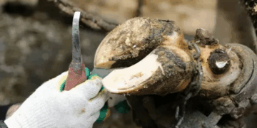 Что такое функциональная и терапевтическая обрезка копытец у КРС