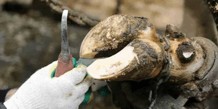 Что такое функциональная и терапевтическая обрезка копытец у КРС