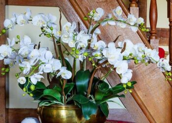 Правила ухода за орхидеей Фаленопсис в домашних условиях для здоровья и красоты растения