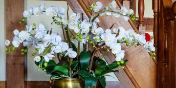 Правила ухода за орхидеей Фаленопсис в домашних условиях для здоровья и красоты растения