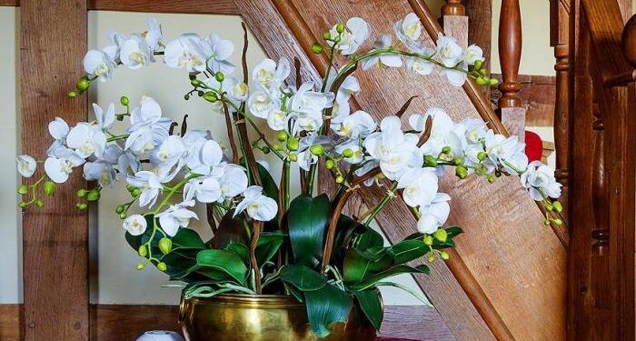 Правила ухода за орхидеей Фаленопсис в домашних условиях для здоровья и красоты растения