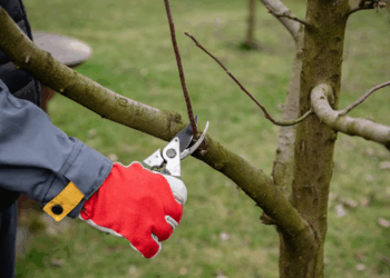 Правила и советы по правильной обрезке деревьев для здоровья и красивого вида