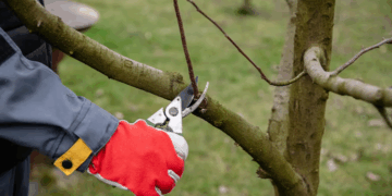 Правила и советы по правильной обрезке деревьев для здоровья и красивого вида