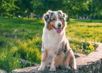 Австралийская овчарка: описание породы, характеристики и особенности содержания