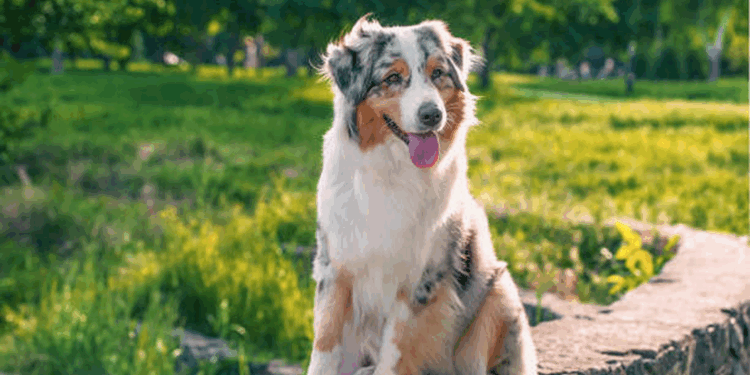 Австралийская овчарка: описание породы, характеристики и особенности содержания