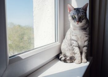 Пластиковые окна: как обеспечить безопасность питомцев в квартире