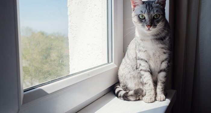 Пластиковые окна: как обеспечить безопасность питомцев в квартире