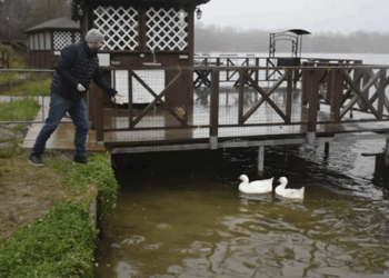 Почему стоит поехать и посмотреть на гусей на набережной Тамбова