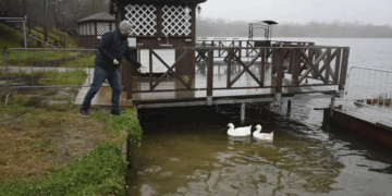 Почему стоит поехать и посмотреть на гусей на набережной Тамбова